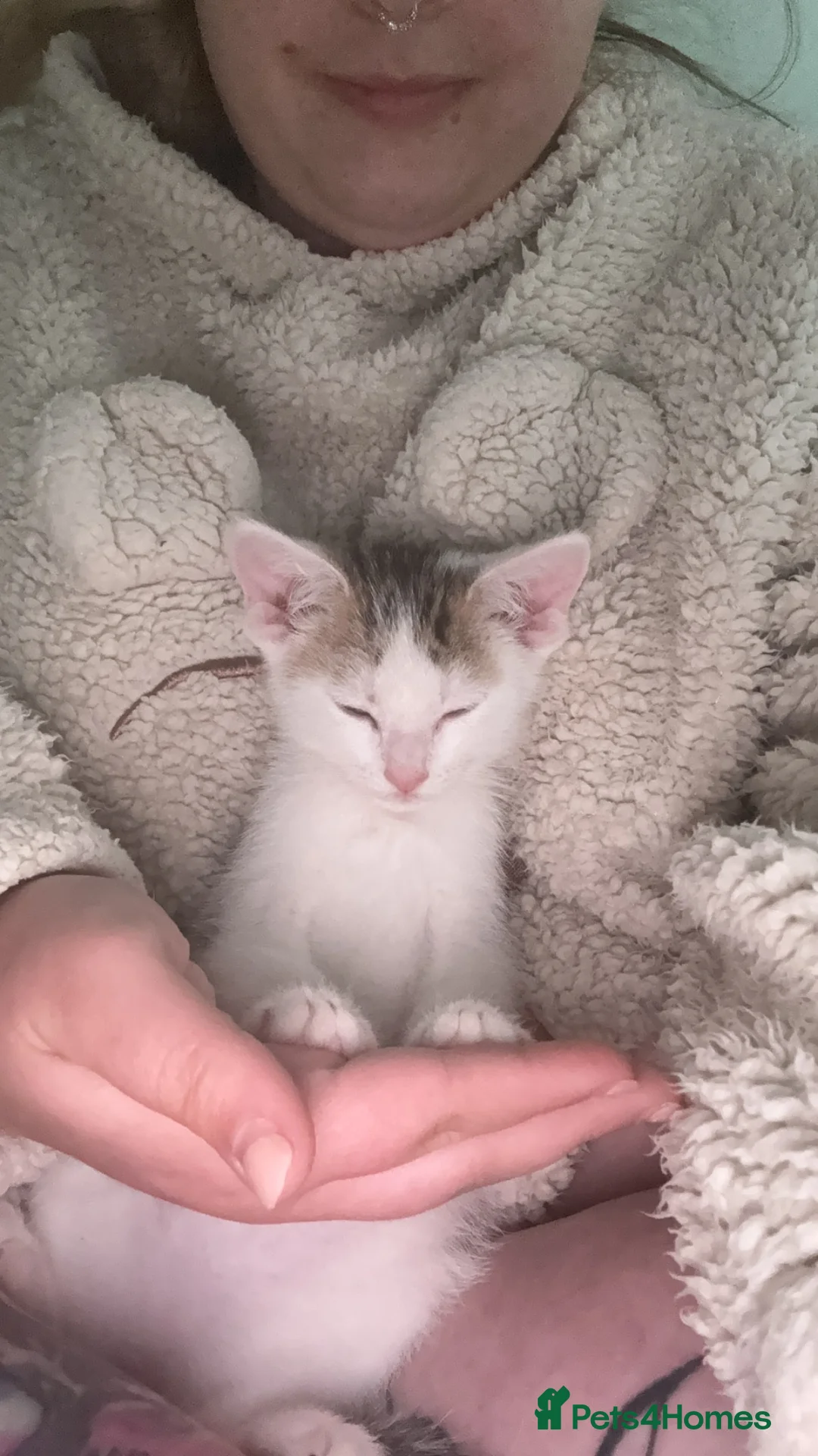 Mixed Breed cats for sale: Frank in Mablethorpe - Advert 2