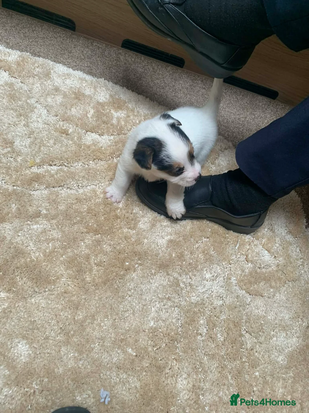 Jack Russell dogs for sale: Jack Russel pups  - Advert 7