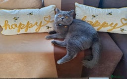 British Shorthair cats for stud: British for stud in Hinckley - Image 4