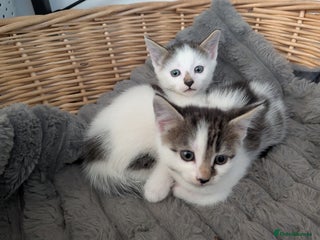 Mixed Breed cats - Advert 3