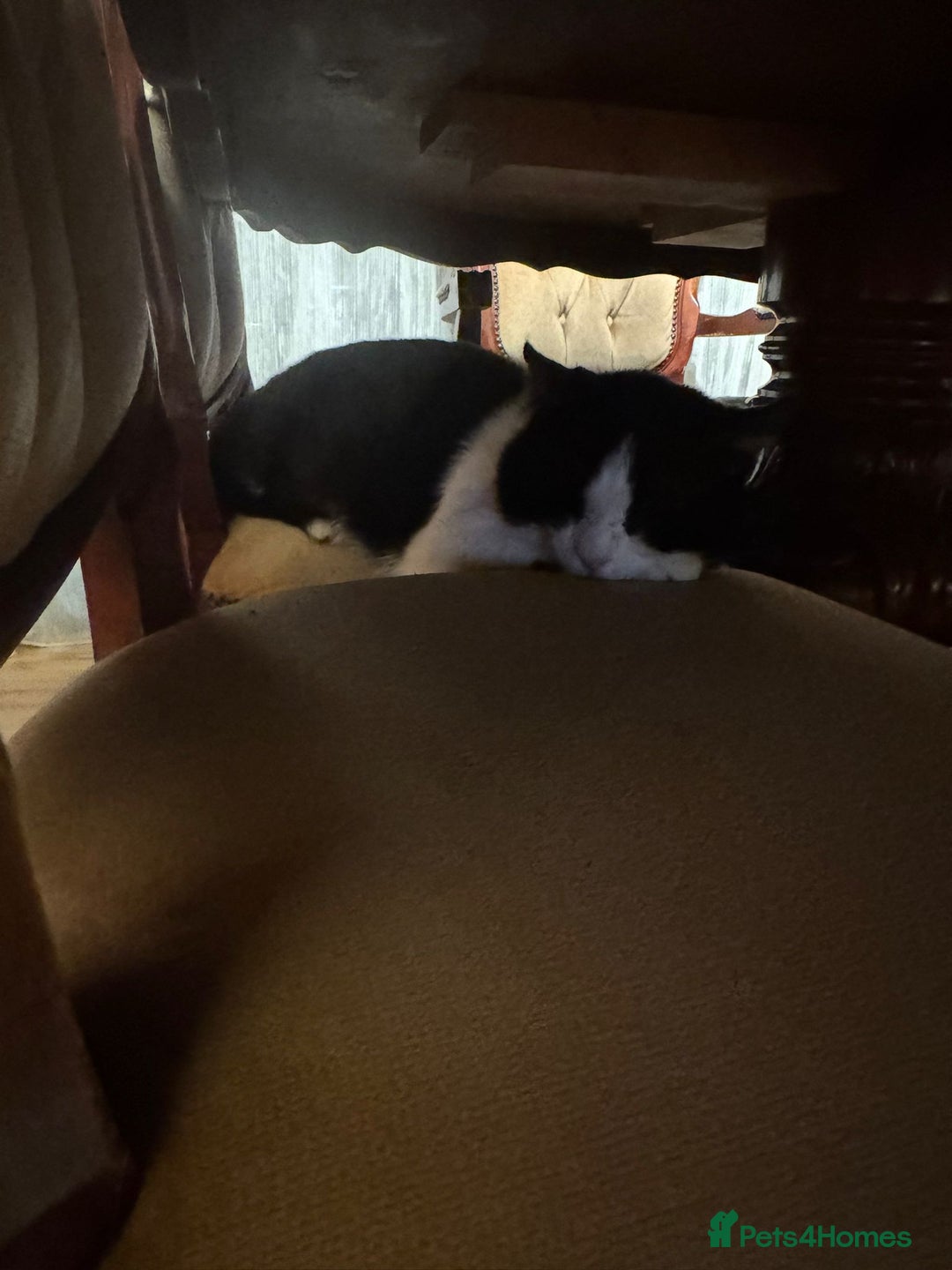 Mixed Breed cats for stud:  ** , Friendly, Well Behaved Cat - Advert 4