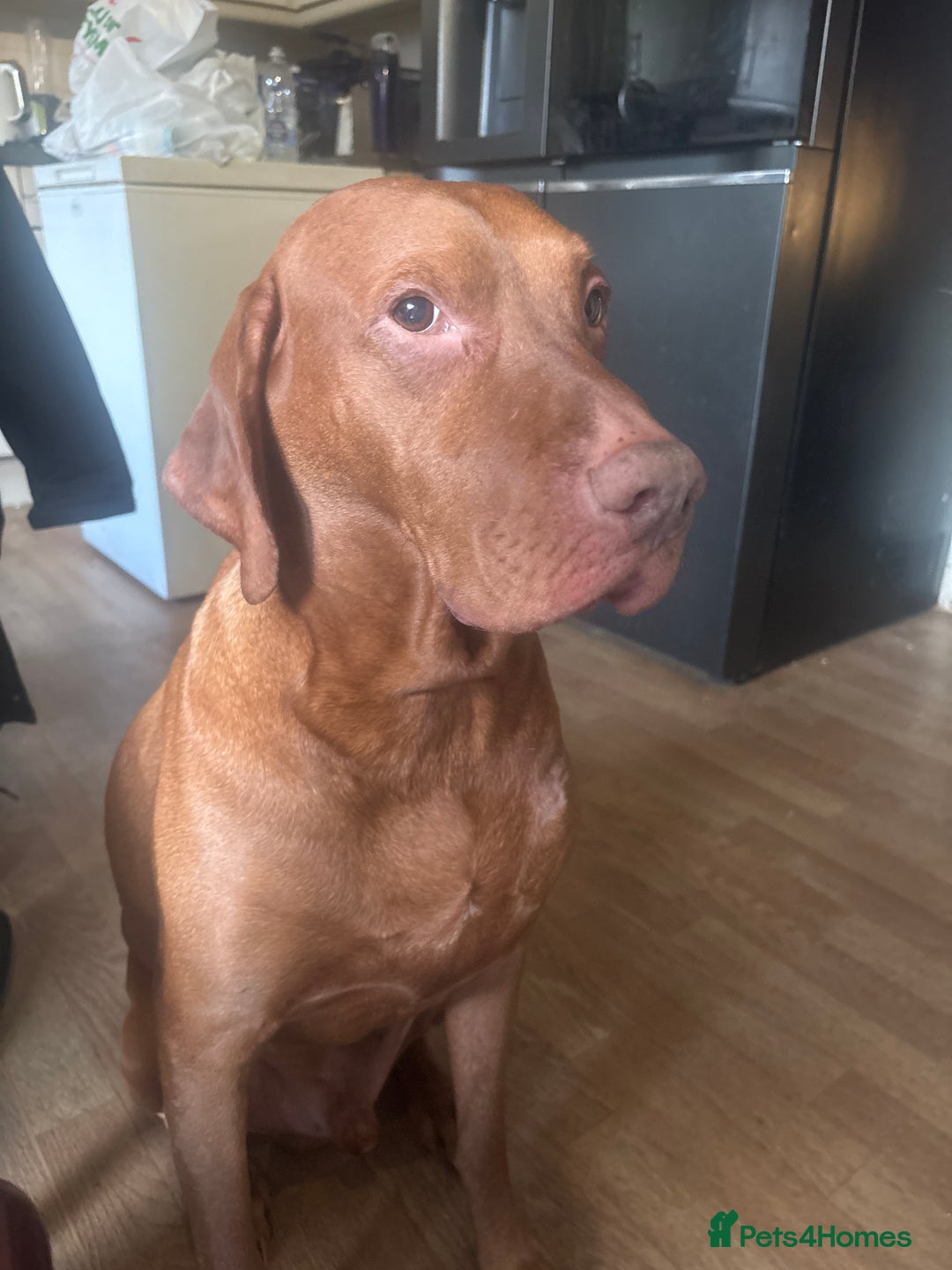 Hungarian Vizsla dogs for stud: Hungarian vizsla Dog for stud - Advert 3