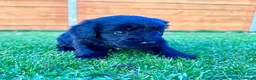 Labradoodle dogs for sale: F1 Labradoodle Merle Babies 🐾🐾🐾 - Advert 18