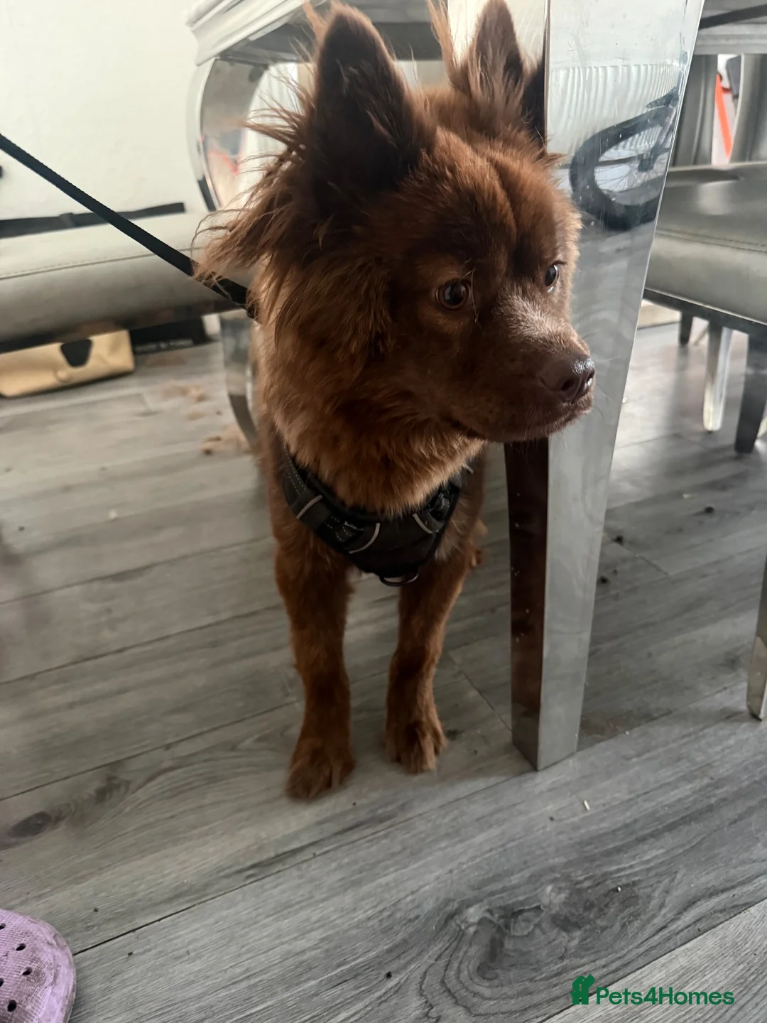 Mixed Breed dogs for sale: Red bear dog cross with frenchie in Dudley - Advert 2