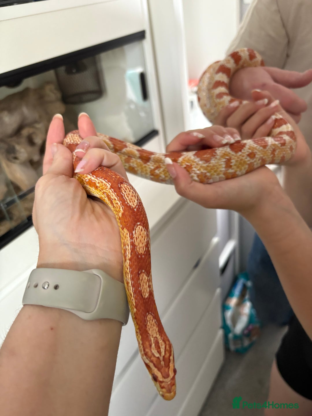 Corn Snake reptiles for sale: Corn snake & enclosure for sale  - Image 2