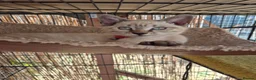 Bengal cats for sale: Bengal x Siamese Kittens  - Advert 6
