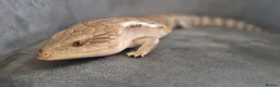 Skink reptiles for sale: Full Setup + Northern Blue Tongue Skink - Advert 2