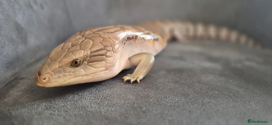 Skink reptiles for sale: Full Setup + Northern Blue Tongue Skink - Advert 2