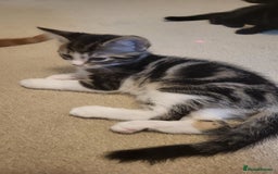Mixed Breed cats for sale: Kittens Ready Now - Image 10