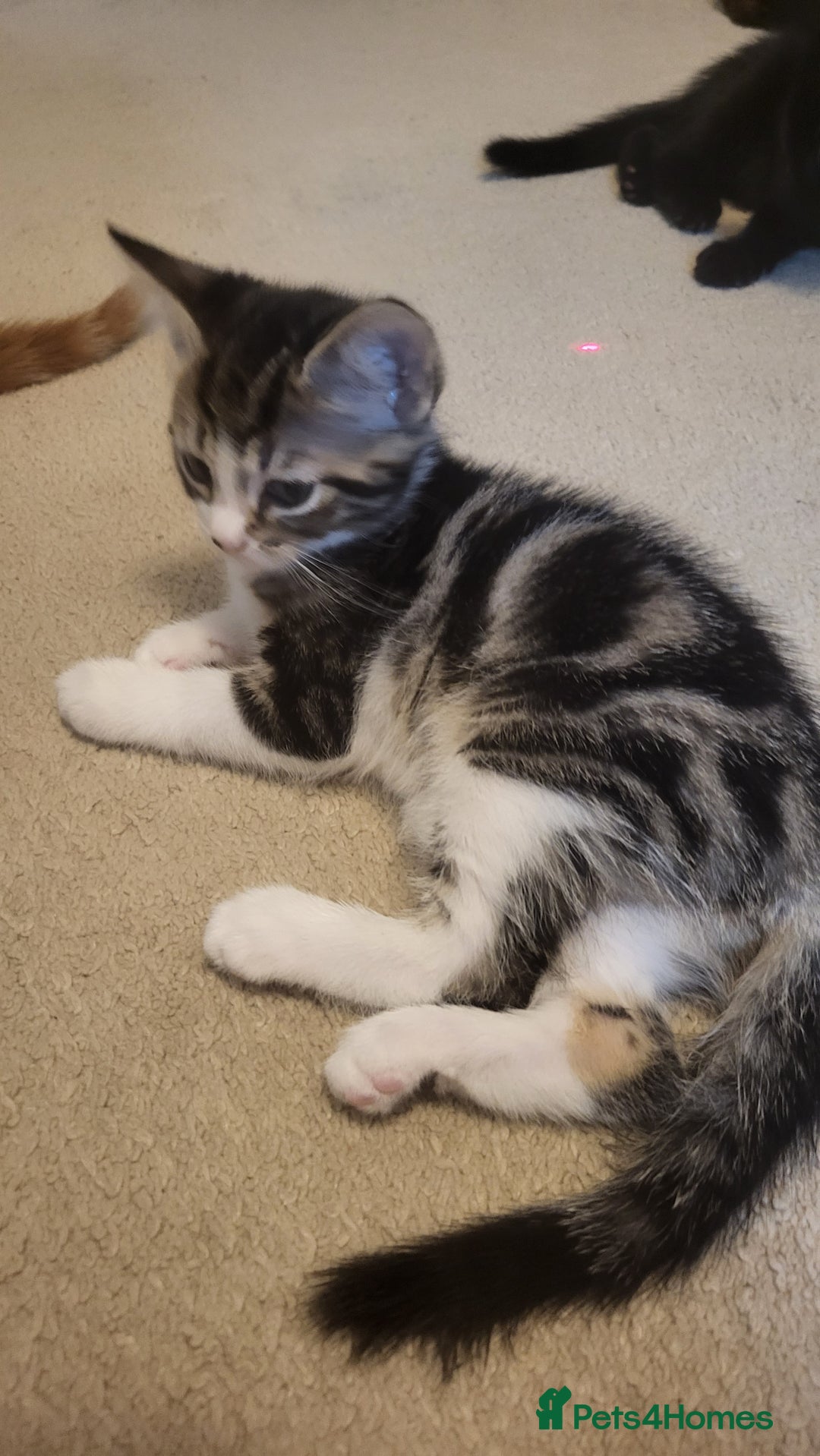 Mixed Breed cats for sale: Kittens Ready Now - Image 10