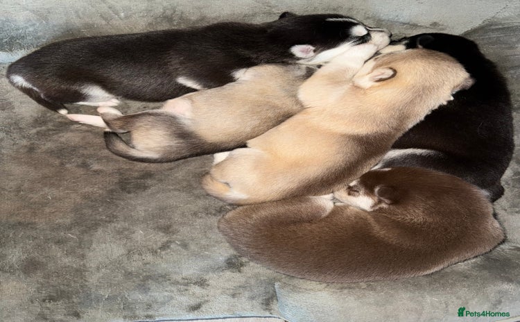 Siberian Husky dogs - Advert 8