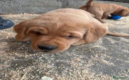 Labrador Retriever dogs for sale: Labrador Kc registered  - Image 6