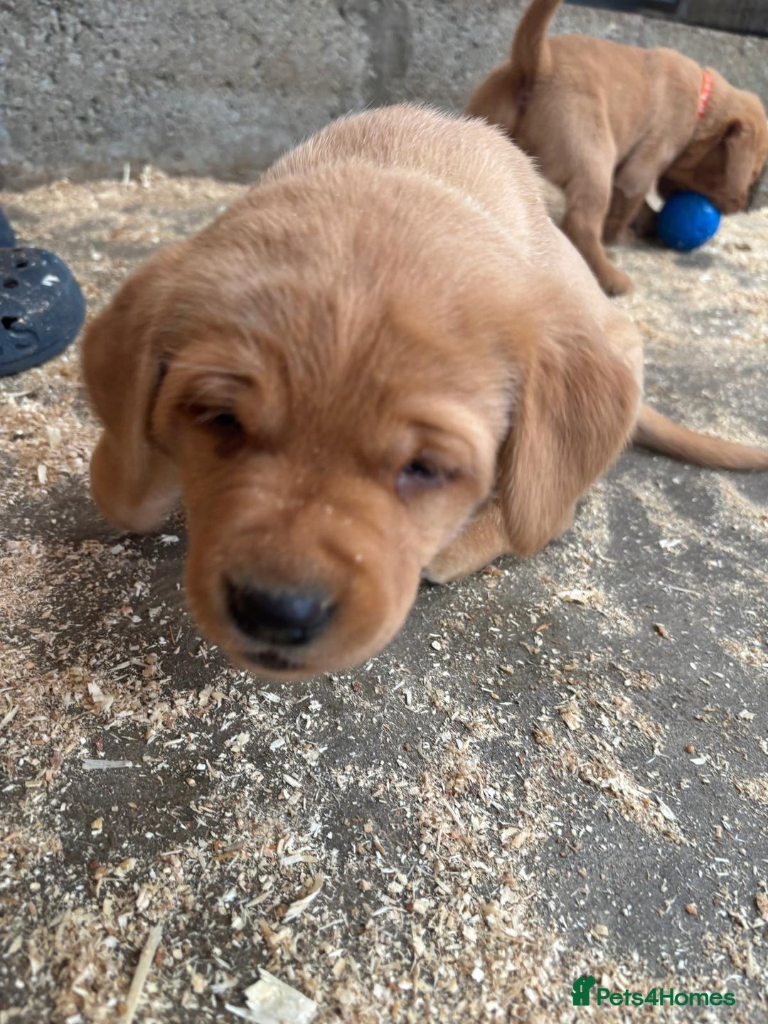Labrador Retriever dogs for sale: Labrador Kc registered  - Image 6