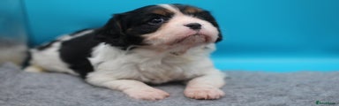 Cavalier King Charles Spaniel Puppy 3