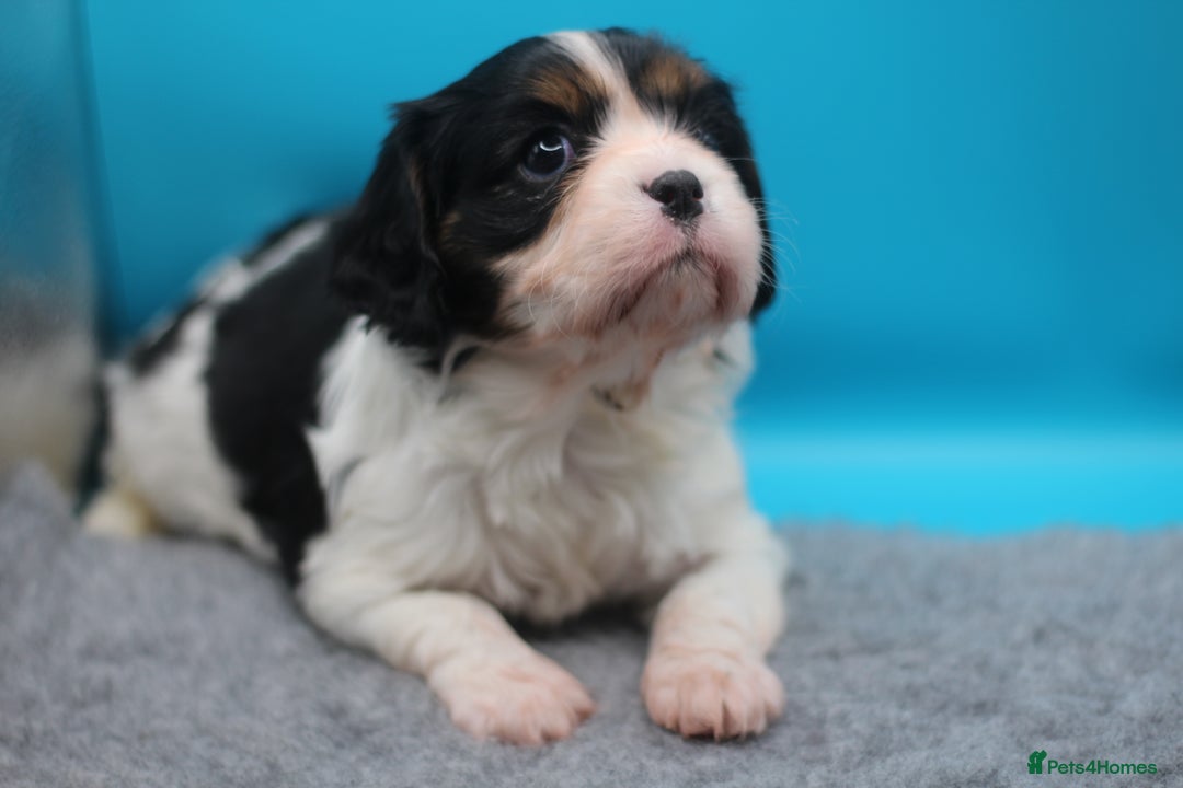 Cavalier King Charles Spaniel dogs for sale: Champion lines, heart/health tested, KC registered - Advert 17