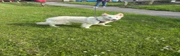 German Shepherd dogs for sale: German shepherd.  - Advert 1
