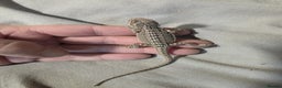 Bearded Dragon reptiles for sale: Baby bearded dragons for sale £80 each  - Advert 8