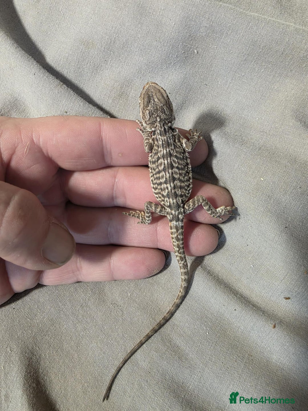 Bearded Dragon reptiles for sale: Baby bearded dragons for sale £80 each  - Advert 8