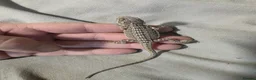 Bearded Dragon reptiles for sale: Baby bearded dragons for sale £80 each  - Advert 8