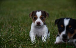 Jack Russell dogs for sale: Jack Russel puppies for sale  - Image 25