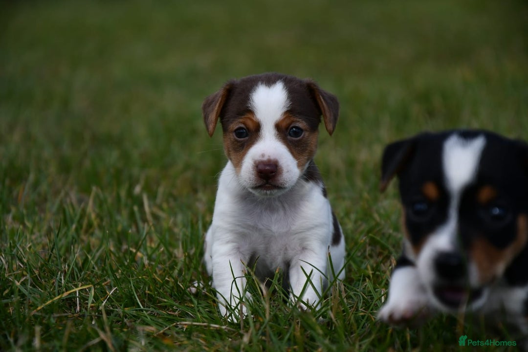 Jack Russell dogs for sale: Jack Russel puppies for sale  - Image 25