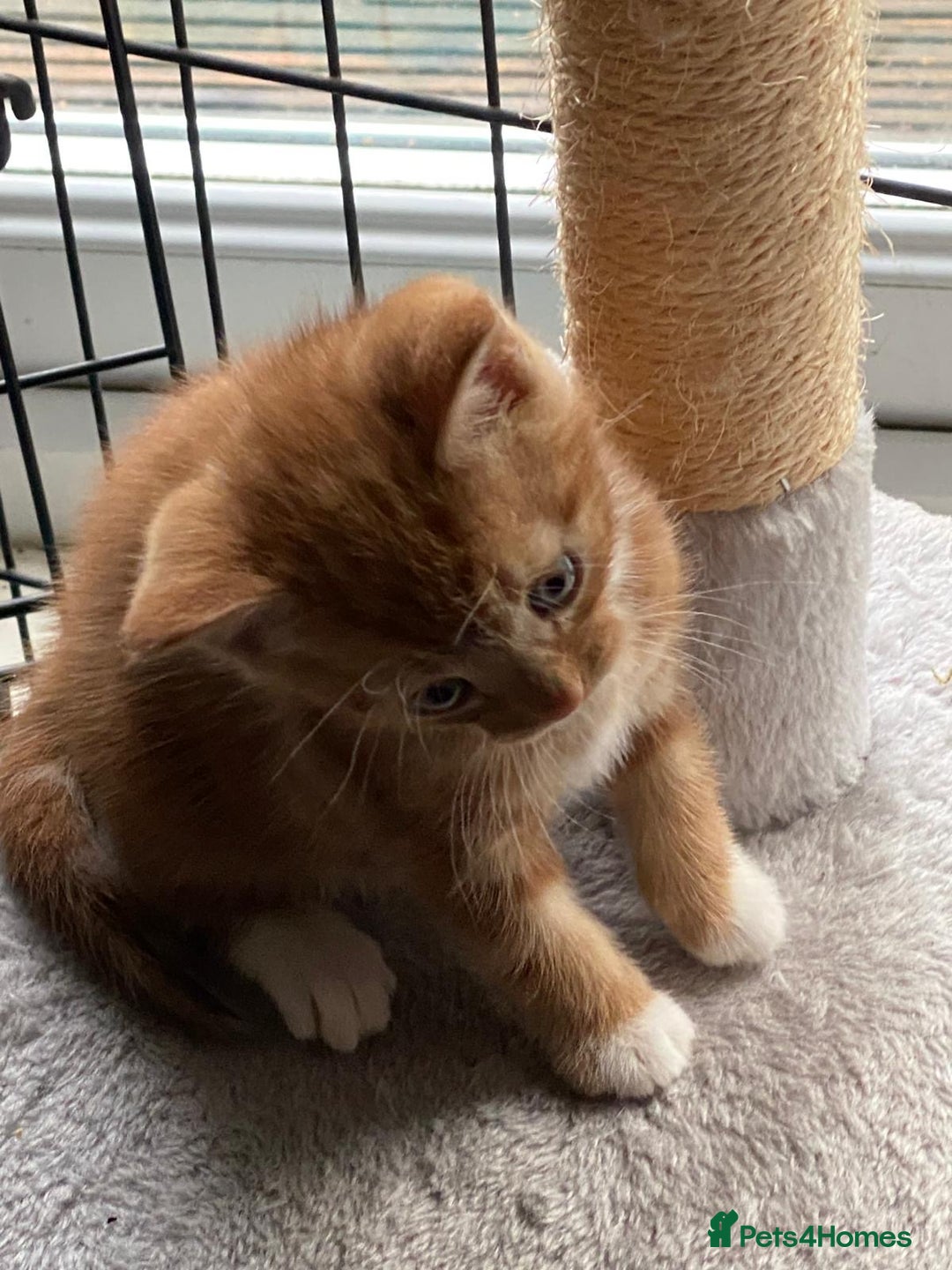 Mixed Breed cats for sale: 4 kittens for sale - Advert 5