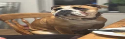 English Bulldog dogs for stud: Fatboy! Bulldog for Stud - Advert 9