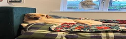 Labrador Retriever dogs for sale: Beautiful Labradors puppy’s looking for a new home in London - Advert 29