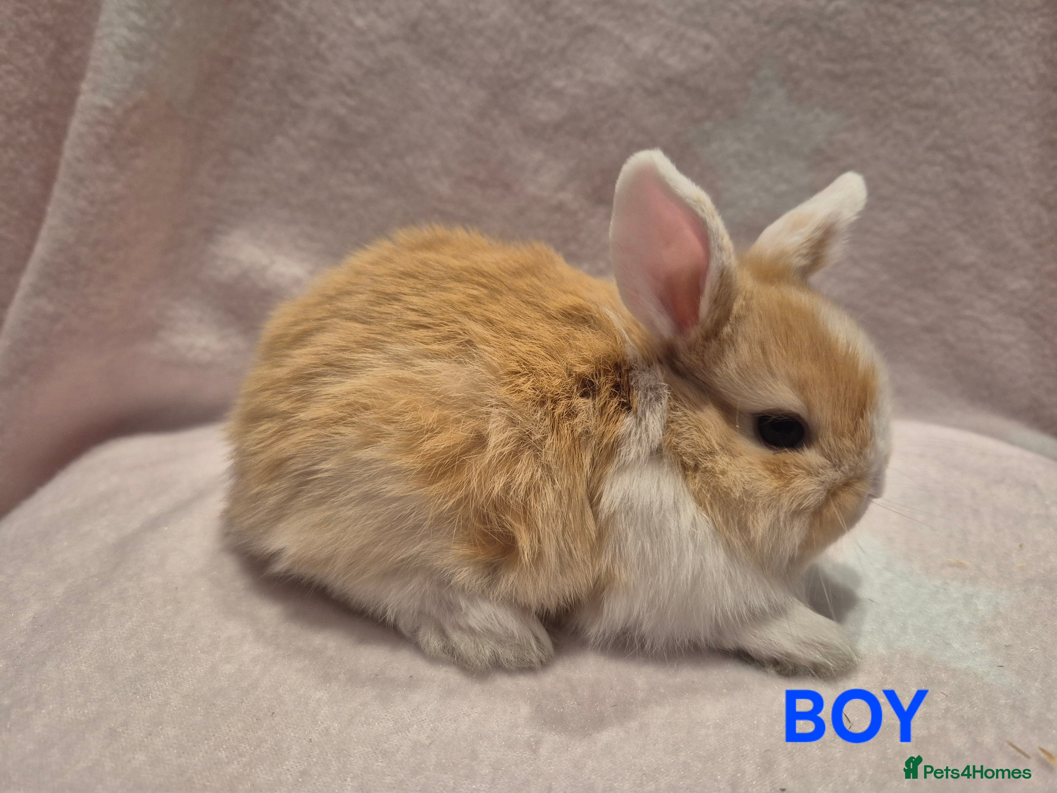 Mixed Breed rabbits 4 remaining babies ready to leave 6th jan - Advert 2