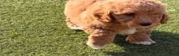 Poochon dogs for sale: Gorgeous Poochon boys ready now - Advert 7