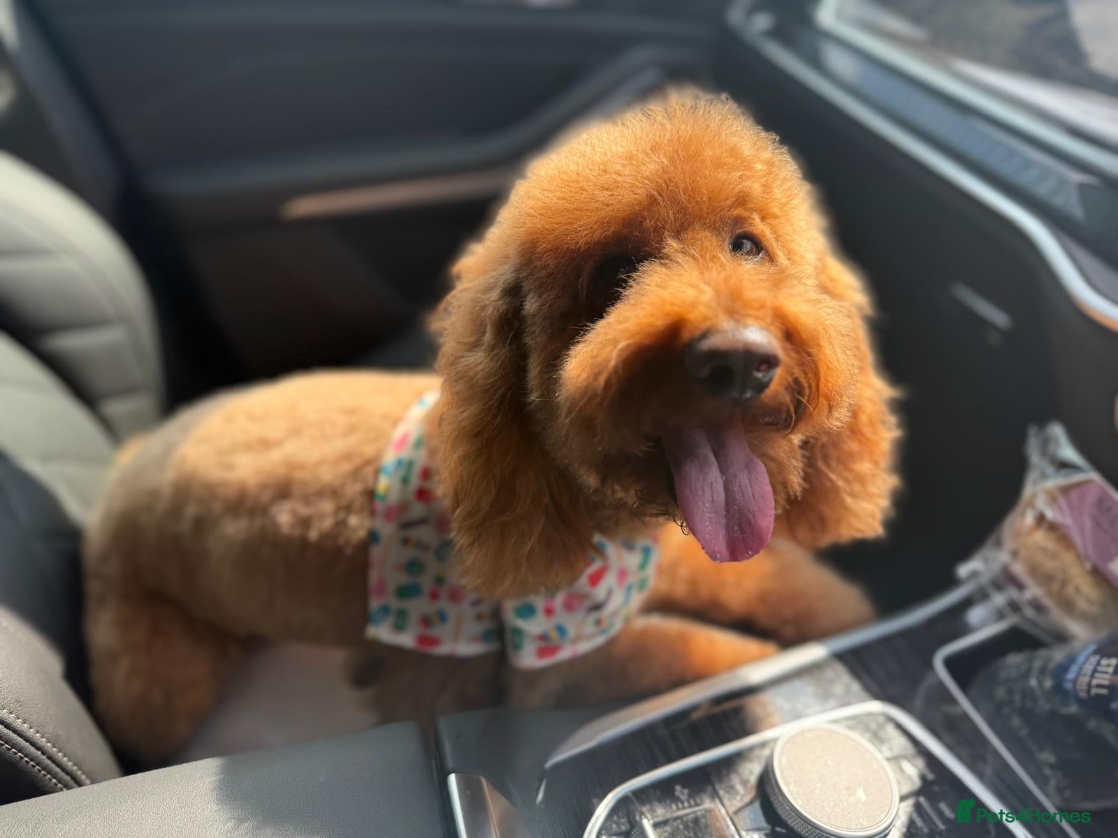 Miniature Poodle dogs Teddy , RED poodle ( BOY ) - Advert 2