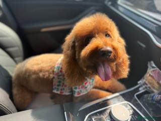 Miniature Poodle dogs Teddy , RED poodle ( BOY ) - Advert 13