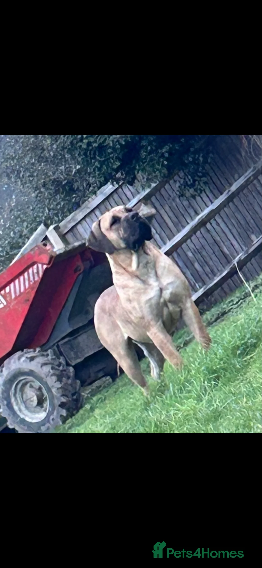 Mastiff dogs for sale: South African boerboel  - Advert 2