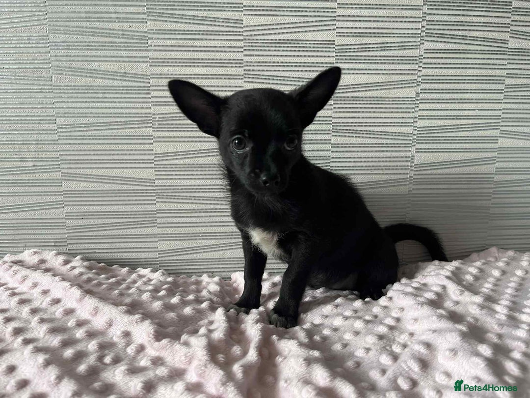 Chihuahua dogs for sale: Chihuahua female - Image 3