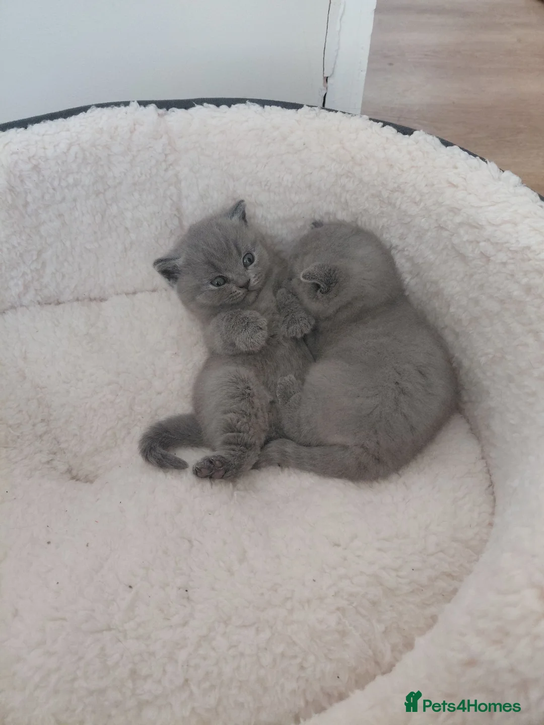 British Shorthair cats for sale: 💙 Gorgeous British Shorthair Blue Kittens 💙 - Advert 1