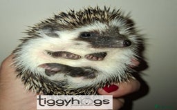 Pygmy Hedgehog rodents for sale: Handsome boys available-new pics added 5/8 - Image 2