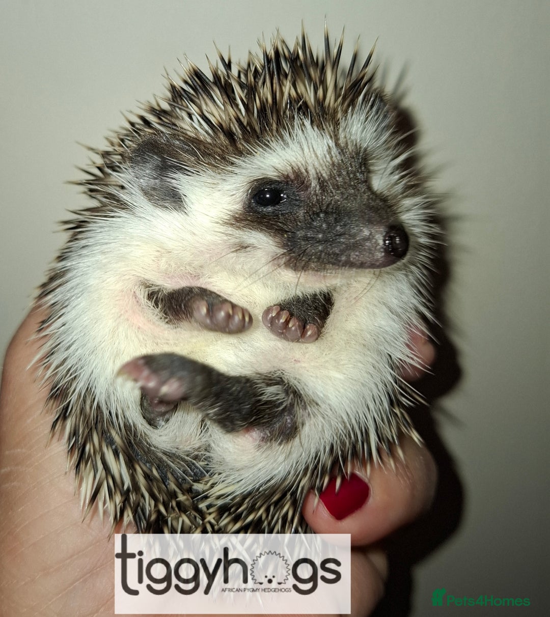 Pygmy Hedgehog rodents for sale: Handsome boys available-new pics added 5/8 - Image 2