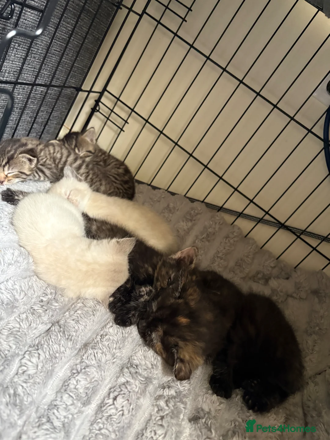 Mixed Breed cats for sale: 4 Kittens 2 white 2 Tabby - Advert 2