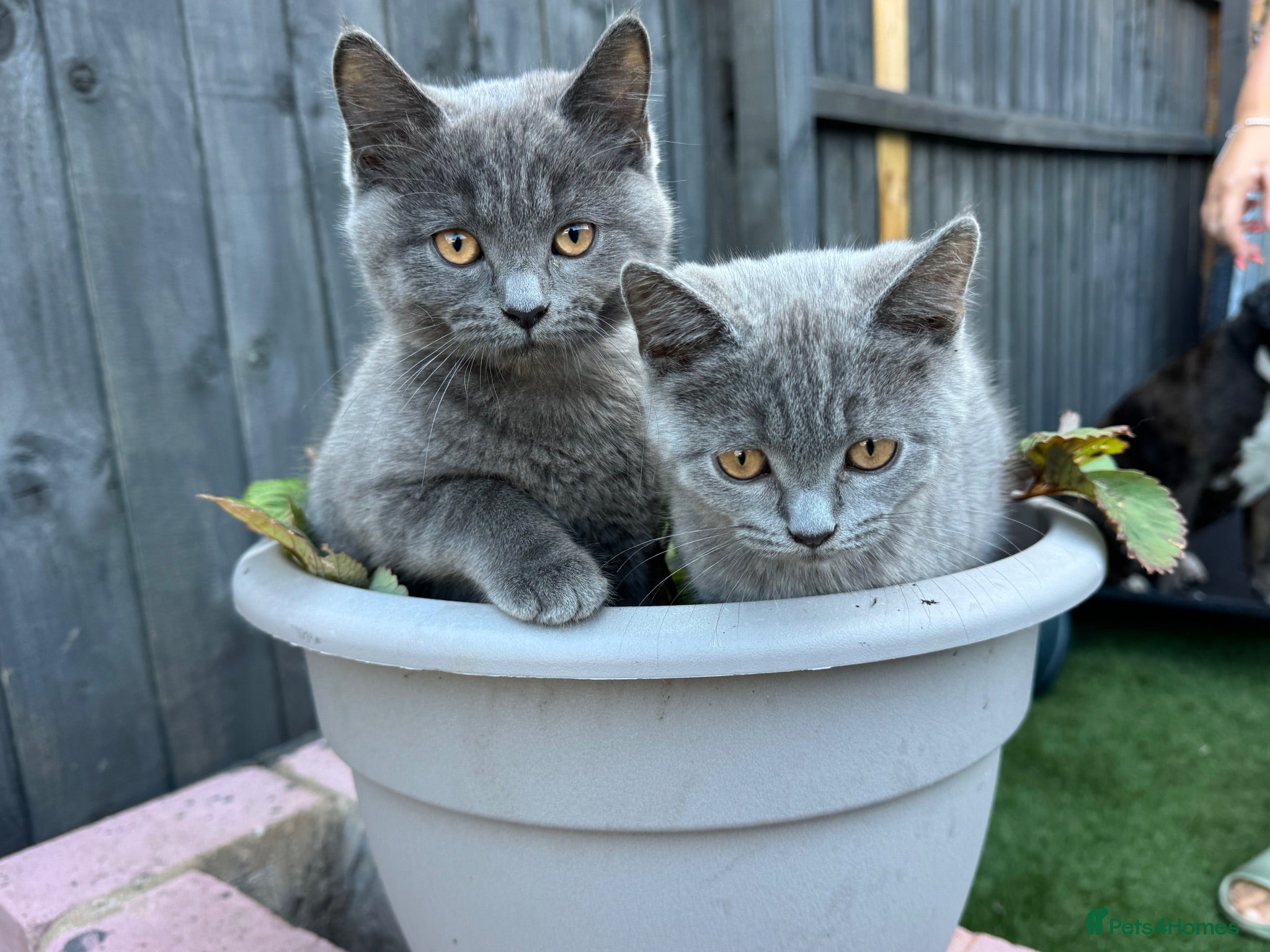Mixed Breed cats Mixed British Shorthair  - Advert 1
