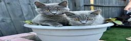 Mixed Breed cats for sale: Mixed British Shorthair  - Advert 1