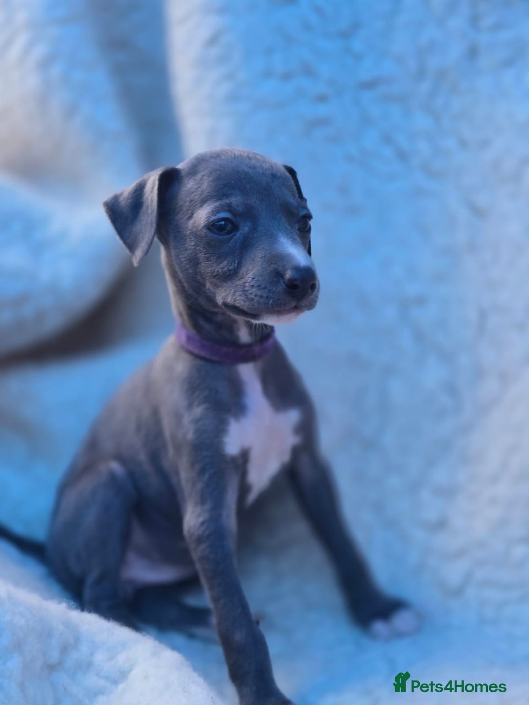 Mixed Breed dogs for sale: Italian Greyhound x Whippet puppies - Image 20