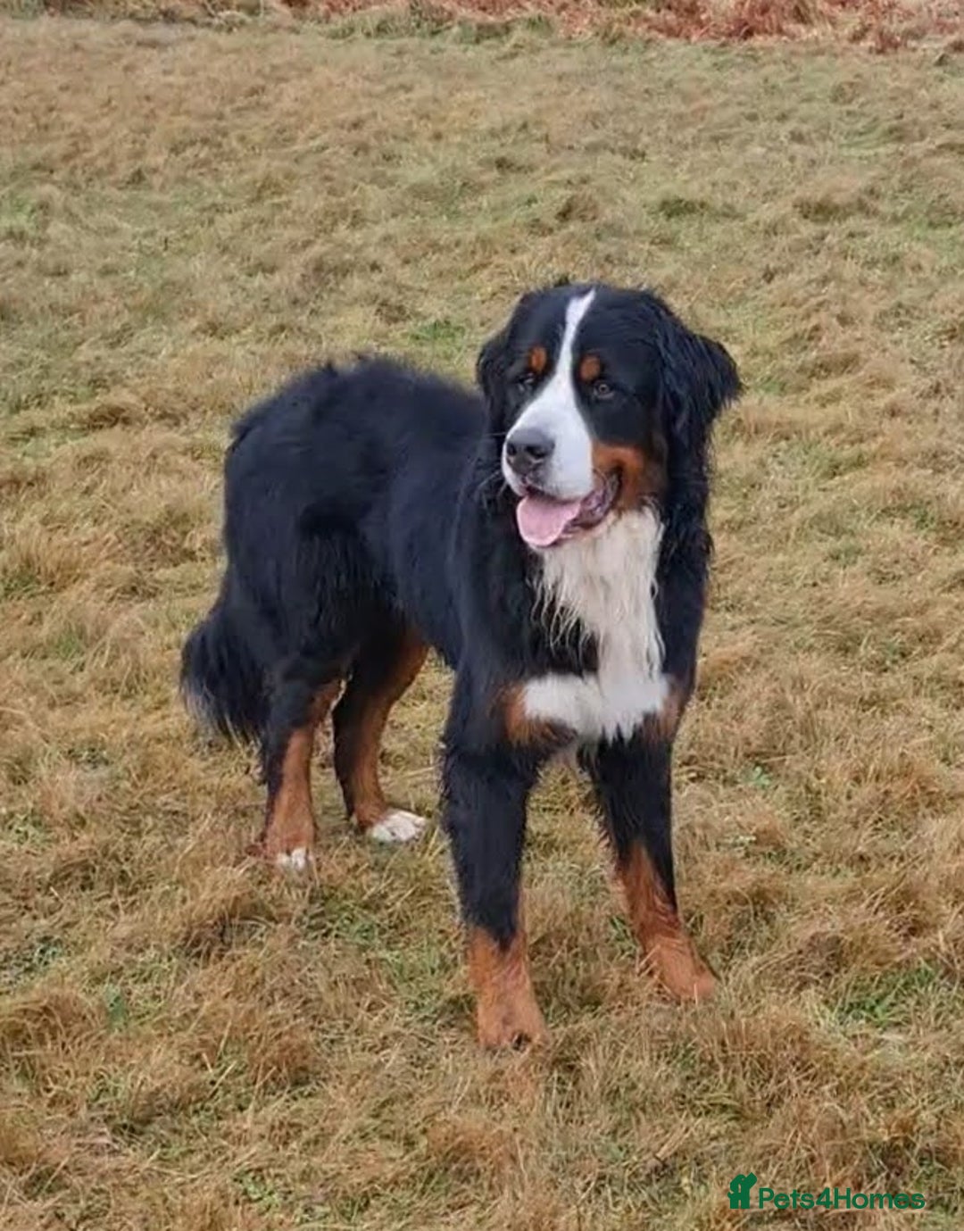 Bernese Mountain Dog dogs for stud: Proven KC registered Bernese Mountain Dog for Stud - Image 3