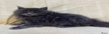 Mixed Breed 1
