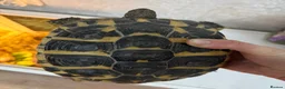 Hermann Tortoise reptiles for sale: Lovely tortoise and vivarium available  in Lichfield - Advert 5