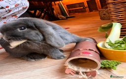 Mini Lop rabbits for sale: Male and Female bonded mini lops for sale - Image 3