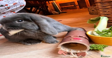 Mini Lop rabbits - Advert 8