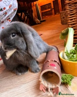 Mini Lop rabbits - Advert 8