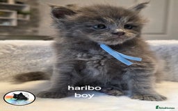 Maine Coon cats for sale: Maine coon kittens - Image 21