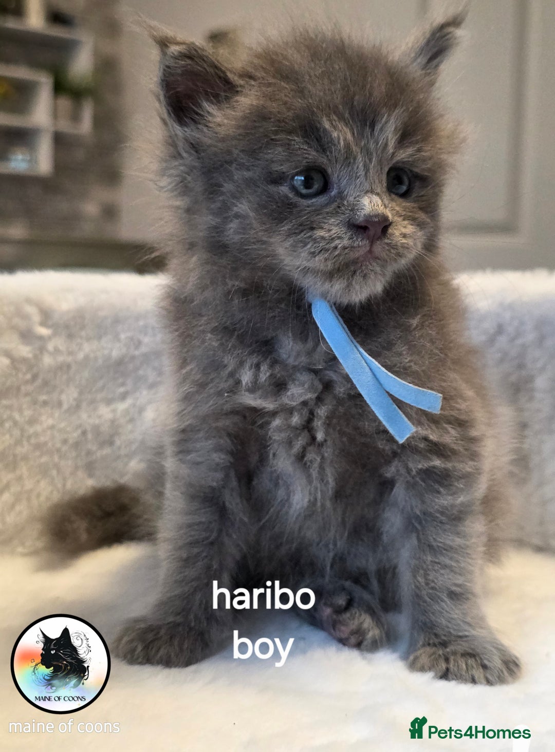Maine Coon cats for sale: Maine coon kittens - Image 21