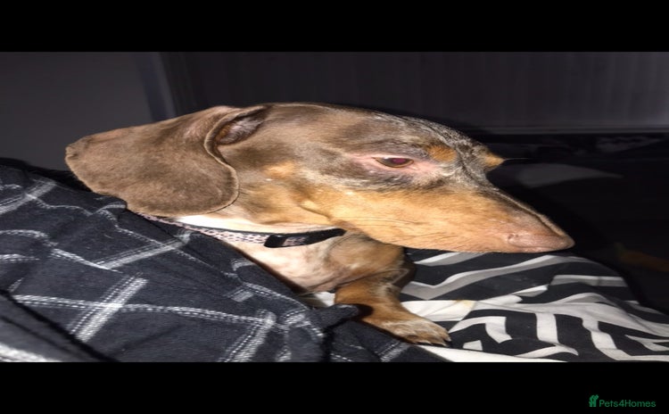 Dachshund dogs - Advert 2